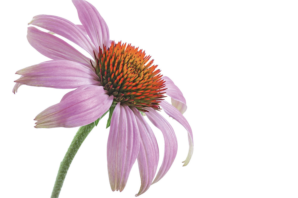Echinacea