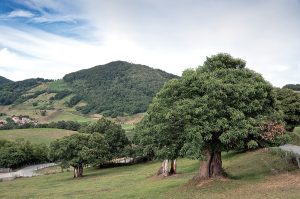 Gaštany