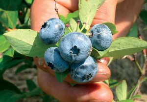 Čučoriedky, odroda "Bluecrop"