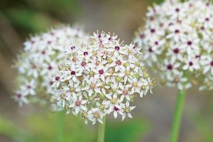 Allium nigrum