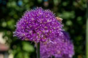 Allium aflatunense