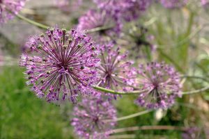 Allium jesdianum