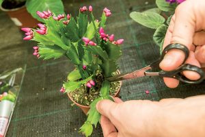 Šlumbergera