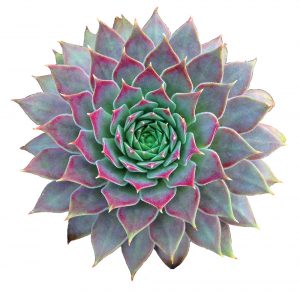 Echeveria