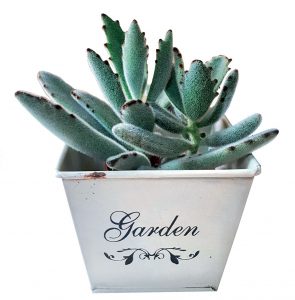 Kalanchoe tomentosa