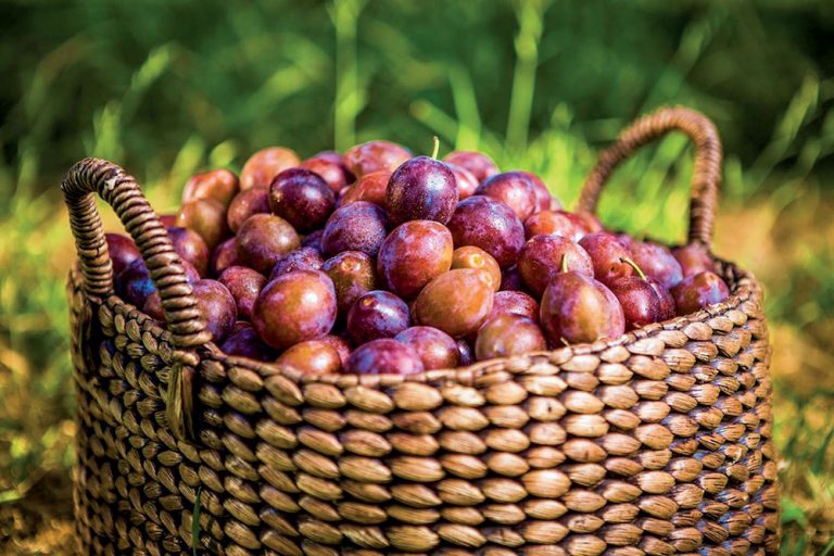 Spoznajte ekologické odrody marhúľ, sliviek, jahôd a ríbezlí