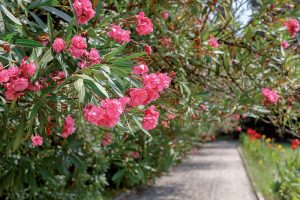 Oleander