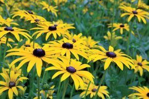 Rudbekia