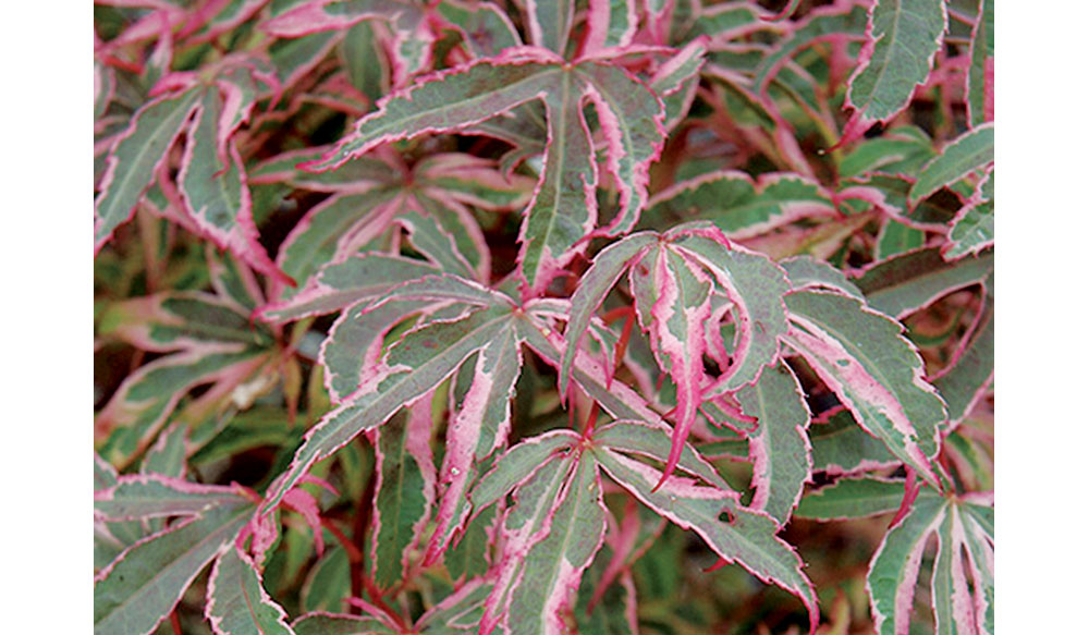 Acer palmatum Shirazz