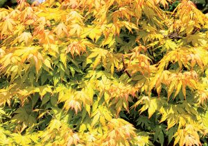 Acer palmatum Orange Dream