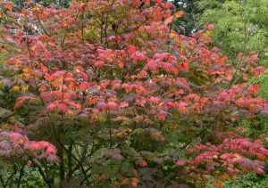 Acer japonicum Vitifolium