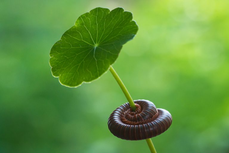 Mnohonôžky, upratovacia čata záhrady