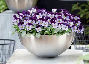 Viola cornuta EVO Mini Denim Jump Up