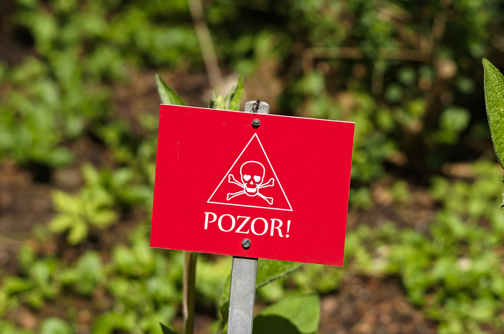 10 najtoxickejších rastlín na svete. Sedem z nich rastie aj na Slovensku!
