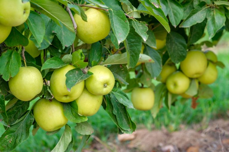 Jablká, odroda Golden delicious