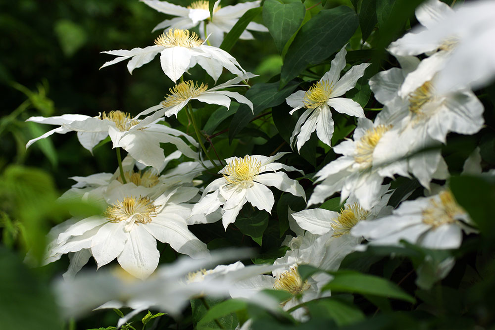 Clematis Madame Le Coultre