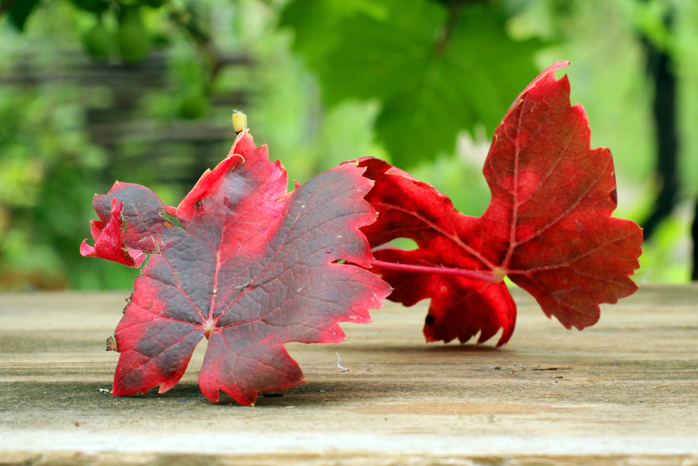 cervena spala vinica