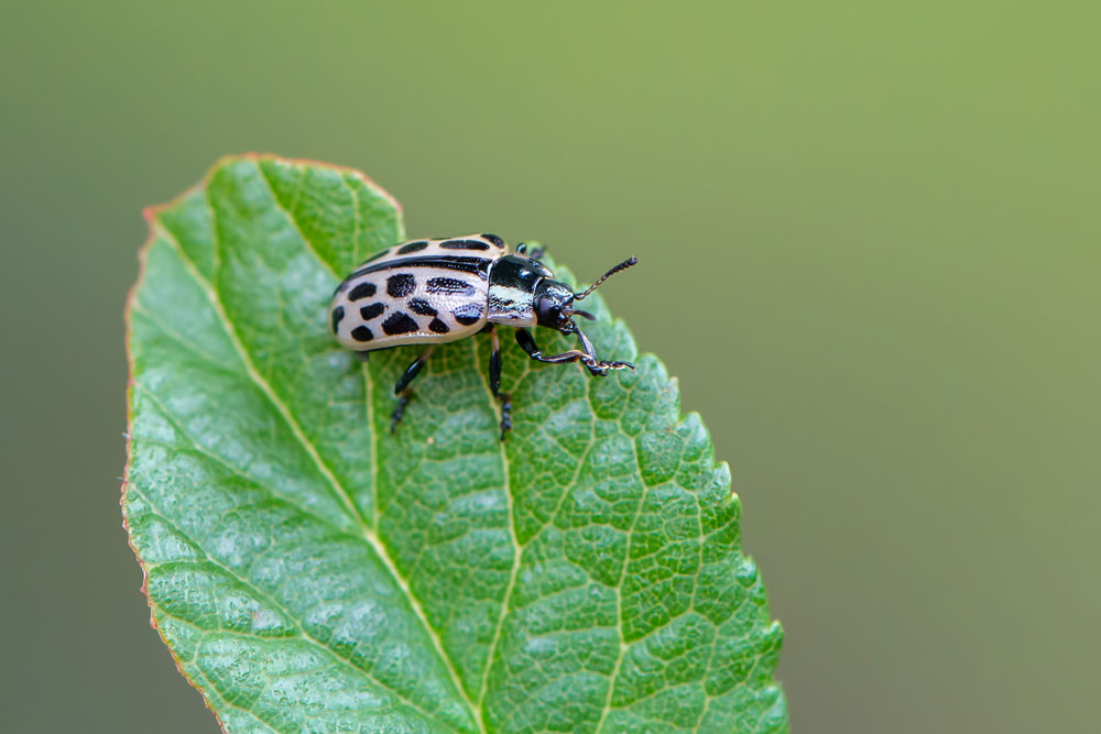 Liskavka Melasoma vigintipunctata