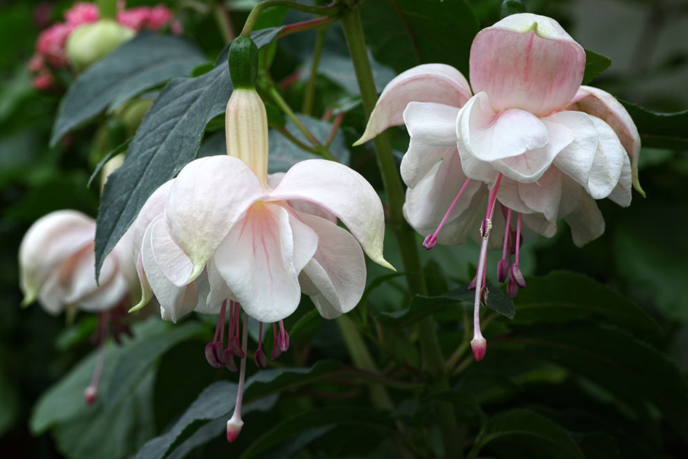 Fuksia ‘White King’