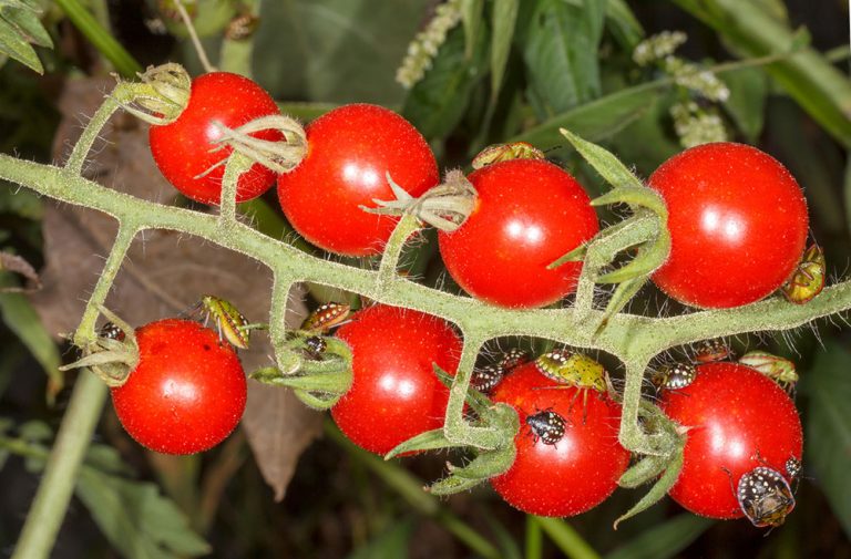 Bzdocha Nezara viridula na paradajkách (čierny chrobák na paradajkách, bzdochy na paradajkách)