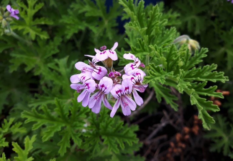 Aromatické muškáty prekvapia vôňou čokolády, zázvoru či jahôd