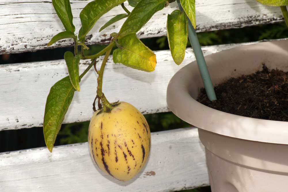 Pepino v kvetináči
