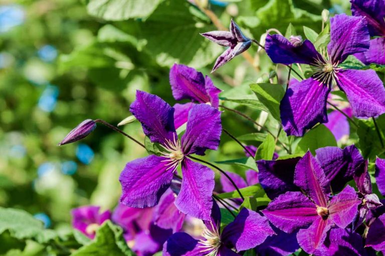 Plamienky (clematis)