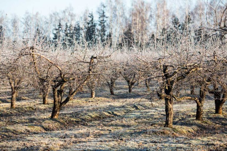 December v úžitkovej záhrade: Odstraňujeme mumifikované plody, chránime prezimujúcu zeleninu a bylinky, rozmnožujeme ríbezle z odrezkov