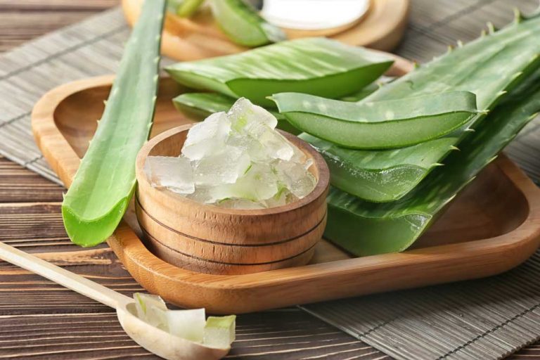 Aloe vera: Najstaršia liečivá rastlina