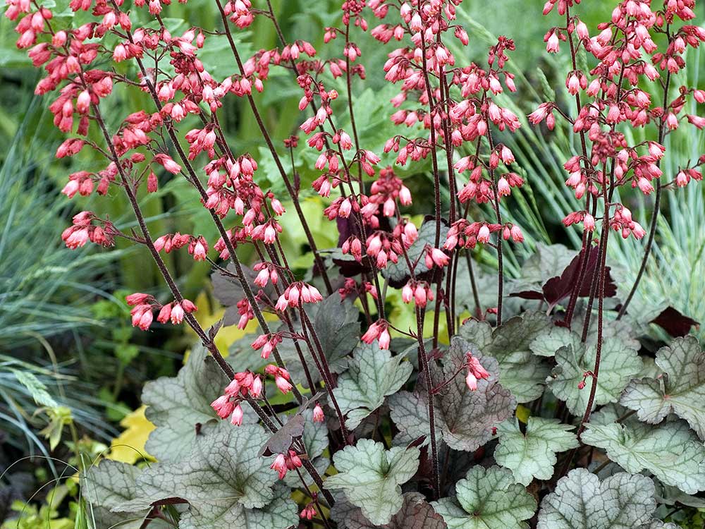 Heuchera