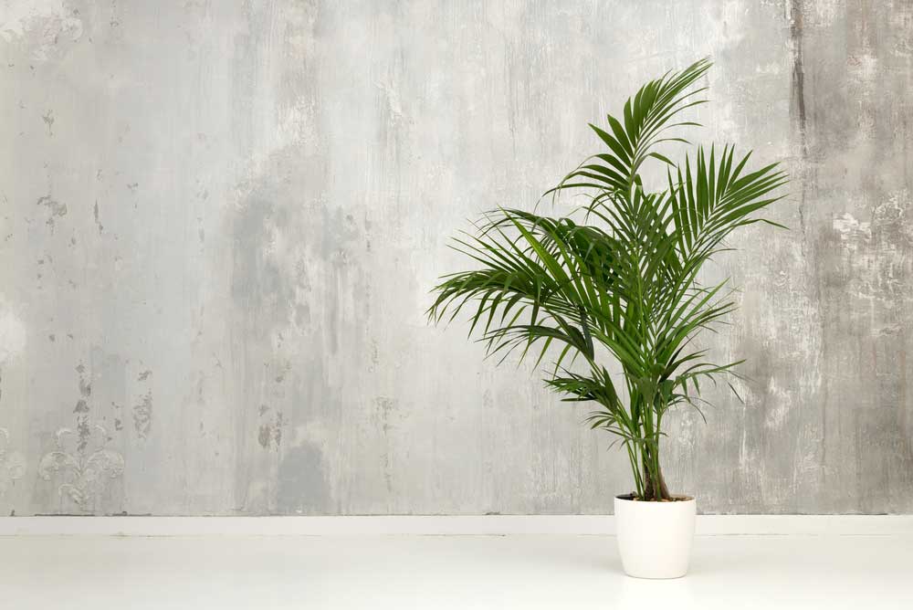 Howea (Kentia)