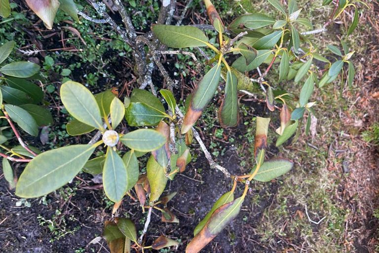 Rododendron hnedé listy