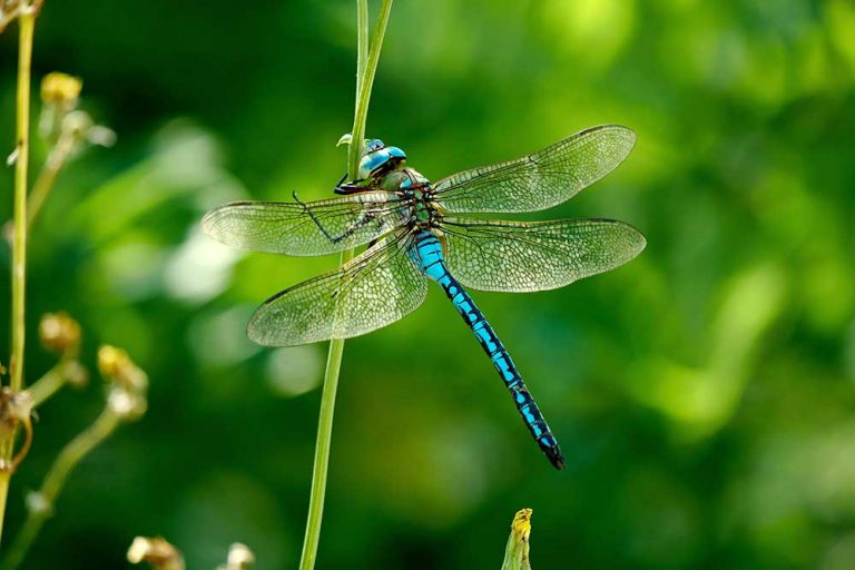 Šidlo obrovské (Anax imperator)