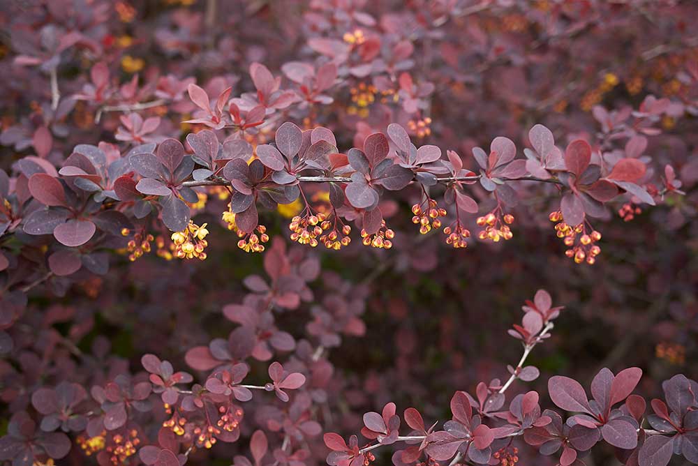 Dráč Thunbergov ‘Atropurpurea’