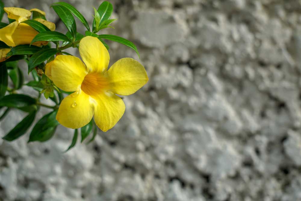 Alamanda