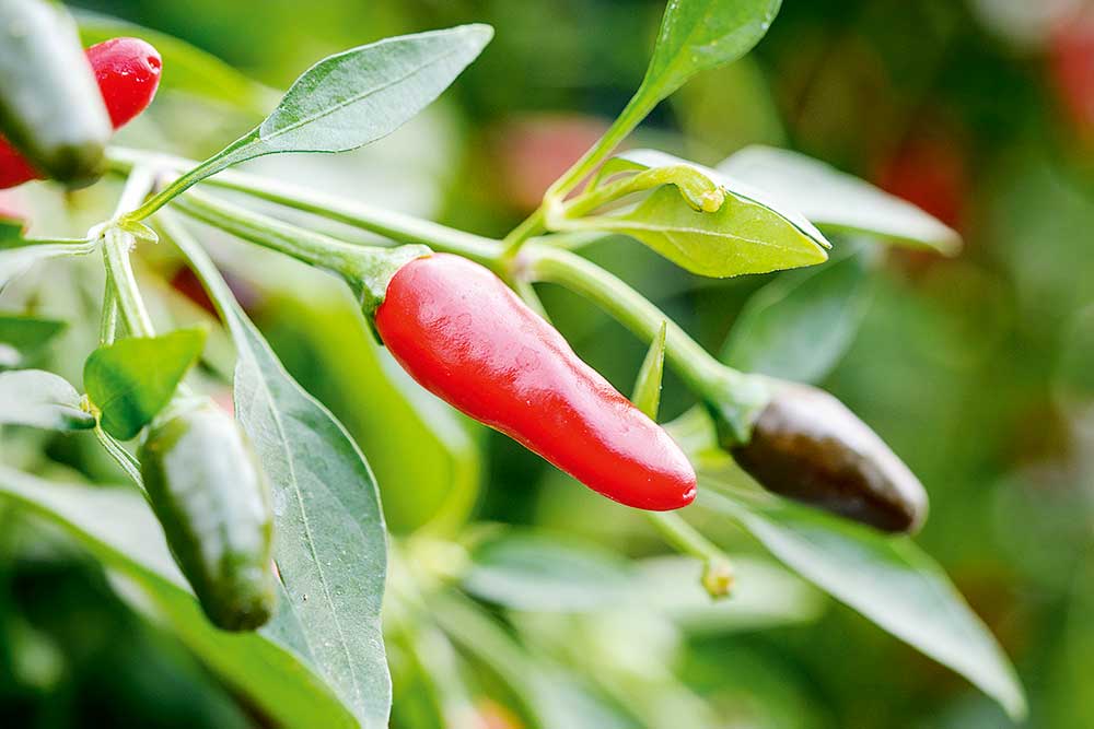 Zimbabwe Bird paprika kríčkovitá