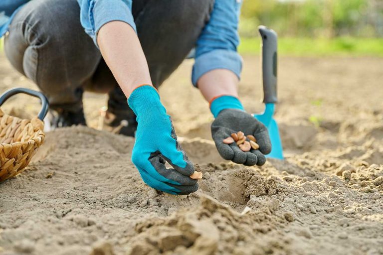 Naplánujte si apríl v úžitkovej záhrade! Vysievame do voľnej pôdy, sadíme a nezabúdame včas pikírovať