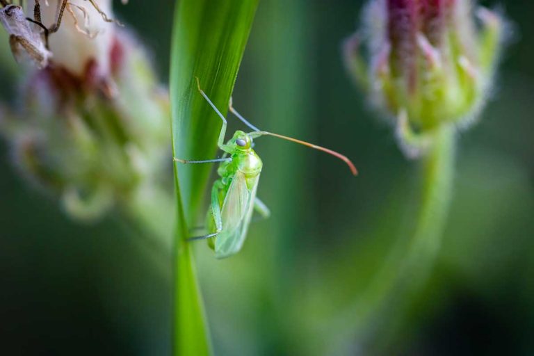 Dravá bzdocha Macrolophus caliginosus