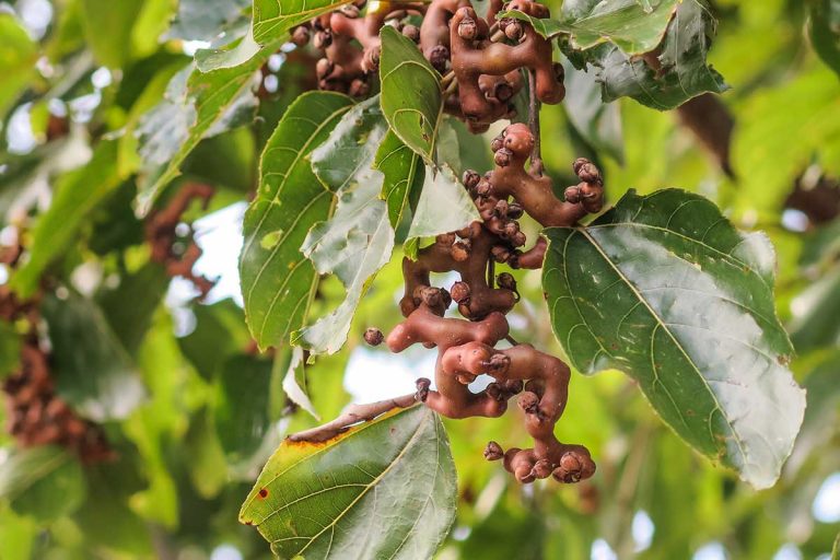 Dužistopka sladká (Hovenia dulcis)