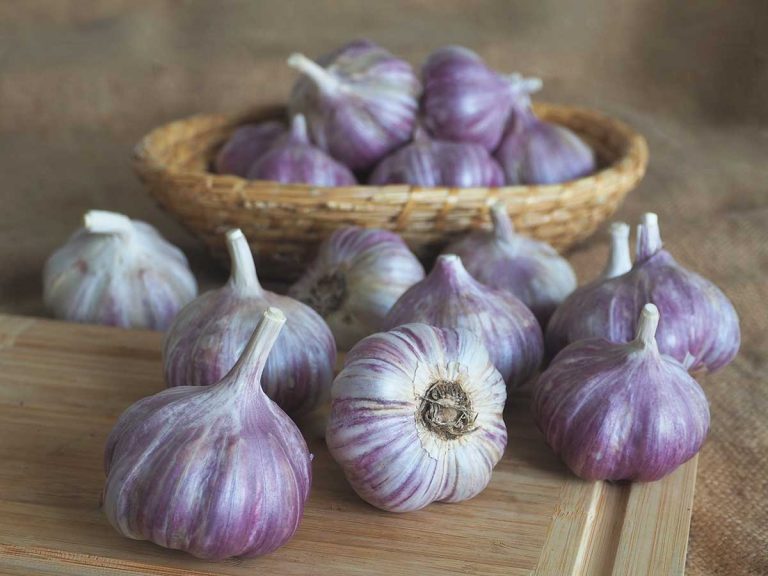 Sadba ozimného cesnaku a sadzačky ozimnej cibule