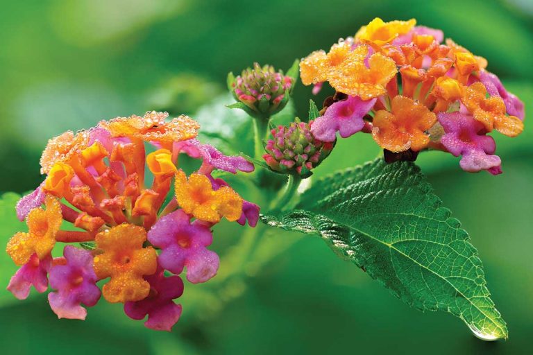 Lantana menlivá