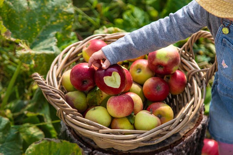 Príprava úžitkovej záhrady na zimu: Ktoré novembrové práce sú dôležité?