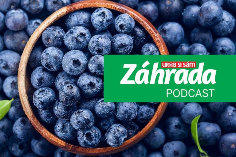 Podcast Záhrada o výsadbe, pestovaní a zbere čučoriedok