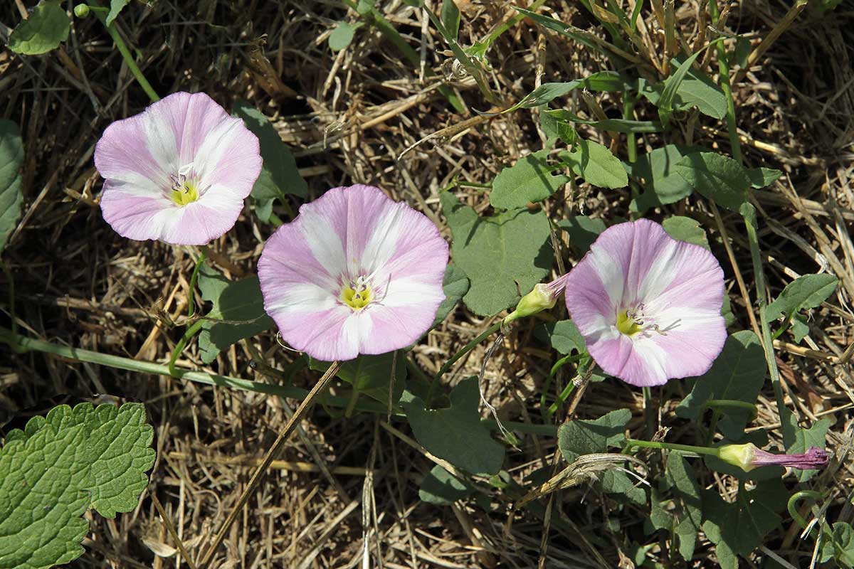 Pupenec roľný