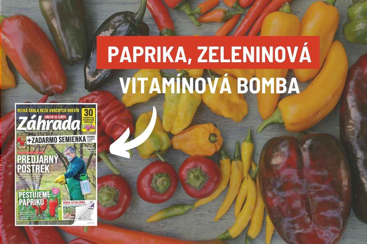 Článok Paprika, zeleninová vitamínová bomba v časopise Záhrada