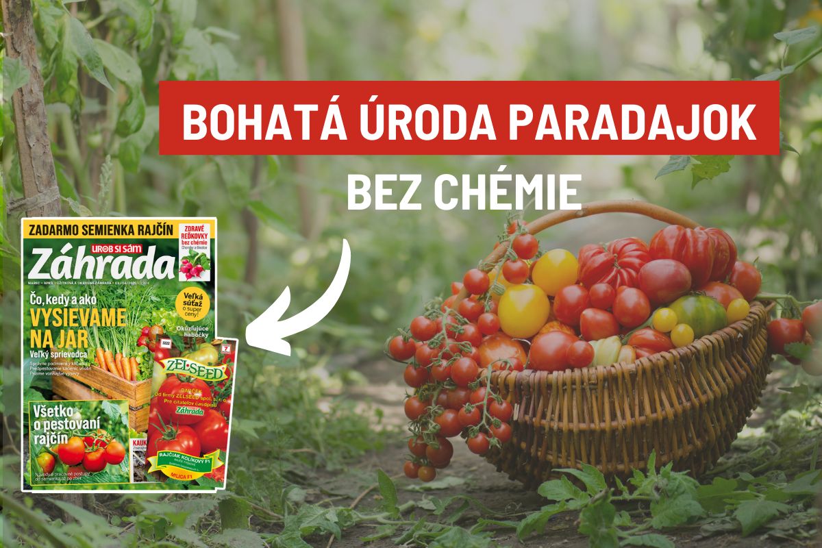 Článok Bohatá úroda paradajok bez chémie v časopise Záhrada