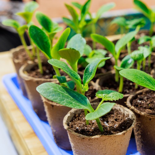 planty cuketa